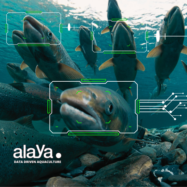Industria acuícola analítica e inteligencia artificial