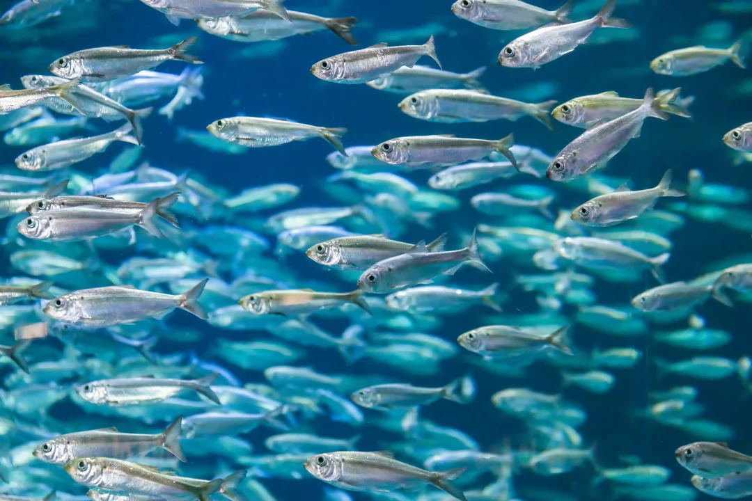 shoal-of-alewives-in-an-aquarium-tank-2024-10-18-07-37-15-utc-scaled.webp